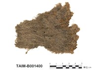 藏品(泥炭苔屬)的圖片